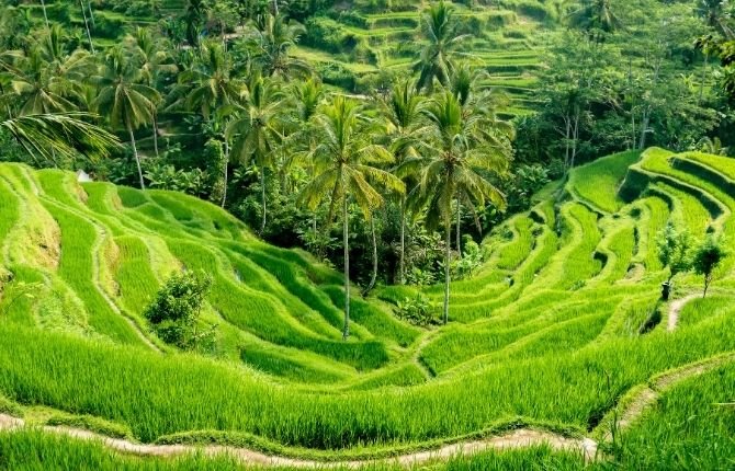 Tegallalang rice terraces panoramic view on private Bali tour